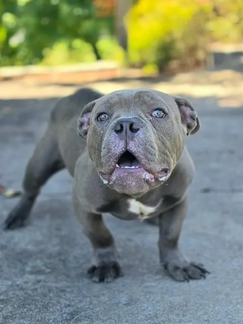 Cesar