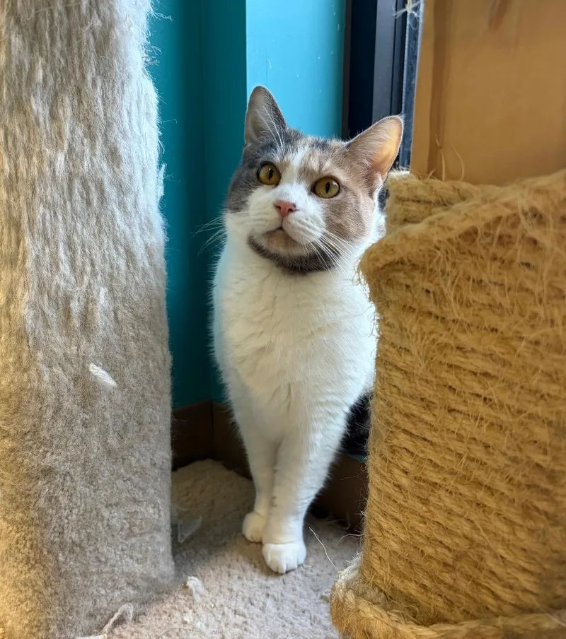 Cheyenne thumbnail 2