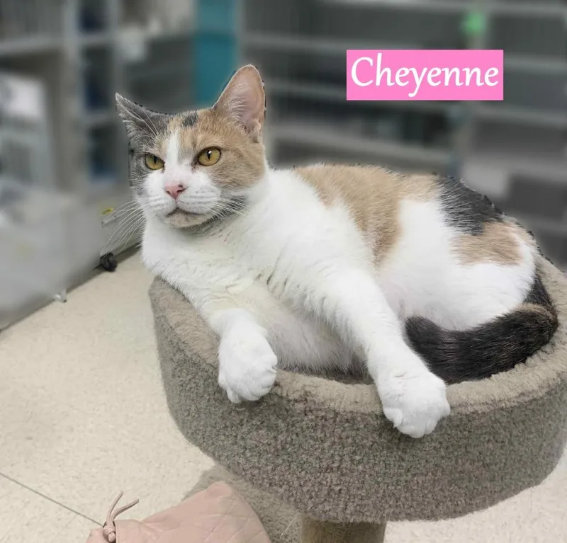 Cheyenne thumbnail 3