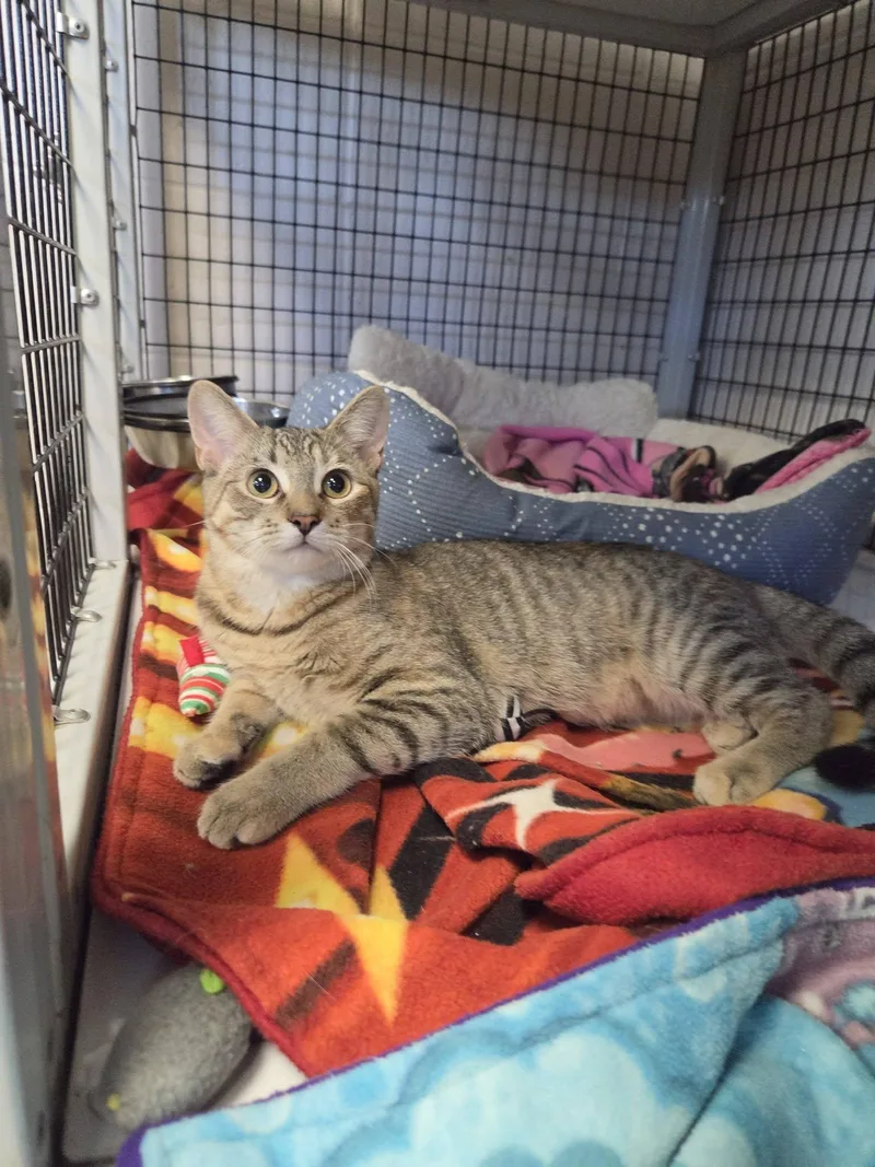 A young medium-sized female Torbie Domestic Short Hair cat named Peeler for adoption in Chilton, WI