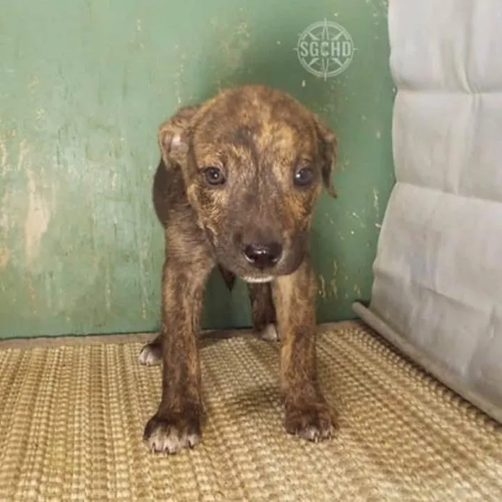 A baby small-sized male Brindle Chihuahua dog named Aang for adoption in Lemont, IL