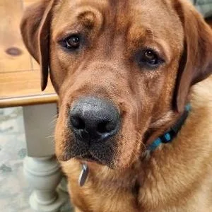 A young large-sized male Red / Chestnut / Orange Labrador Retriever dog named Freddie for adoption in Warrington, PA