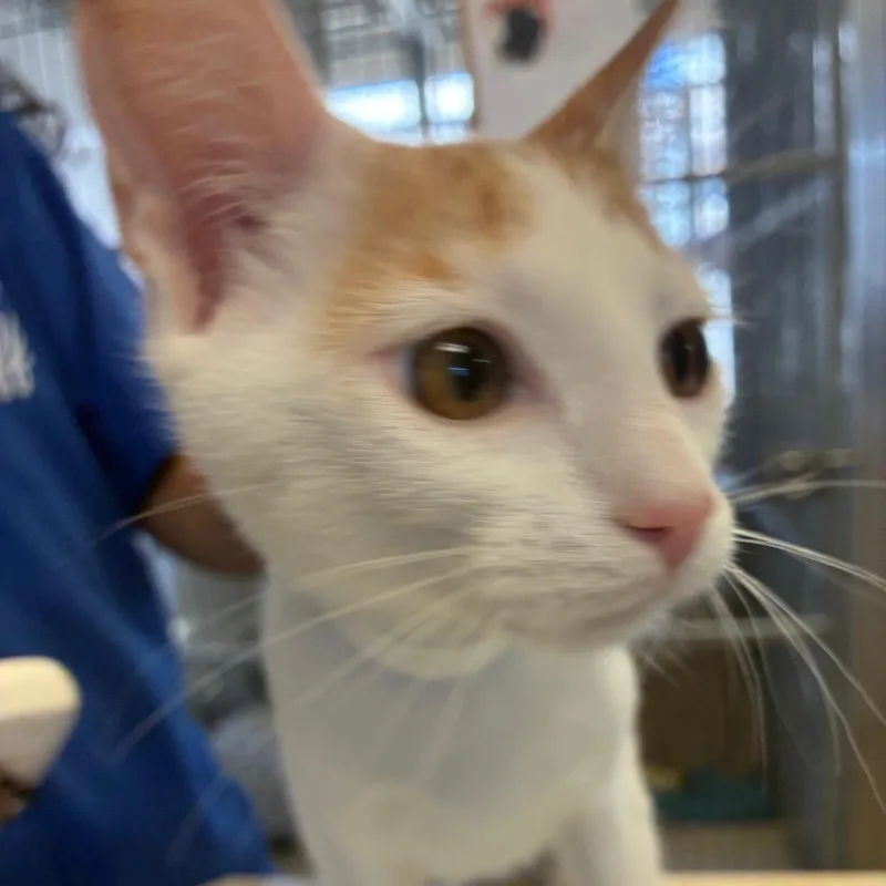 A baby small-sized female Calico Domestic Short Hair cat named Ribbon for adoption in Santa Barbara, CA
