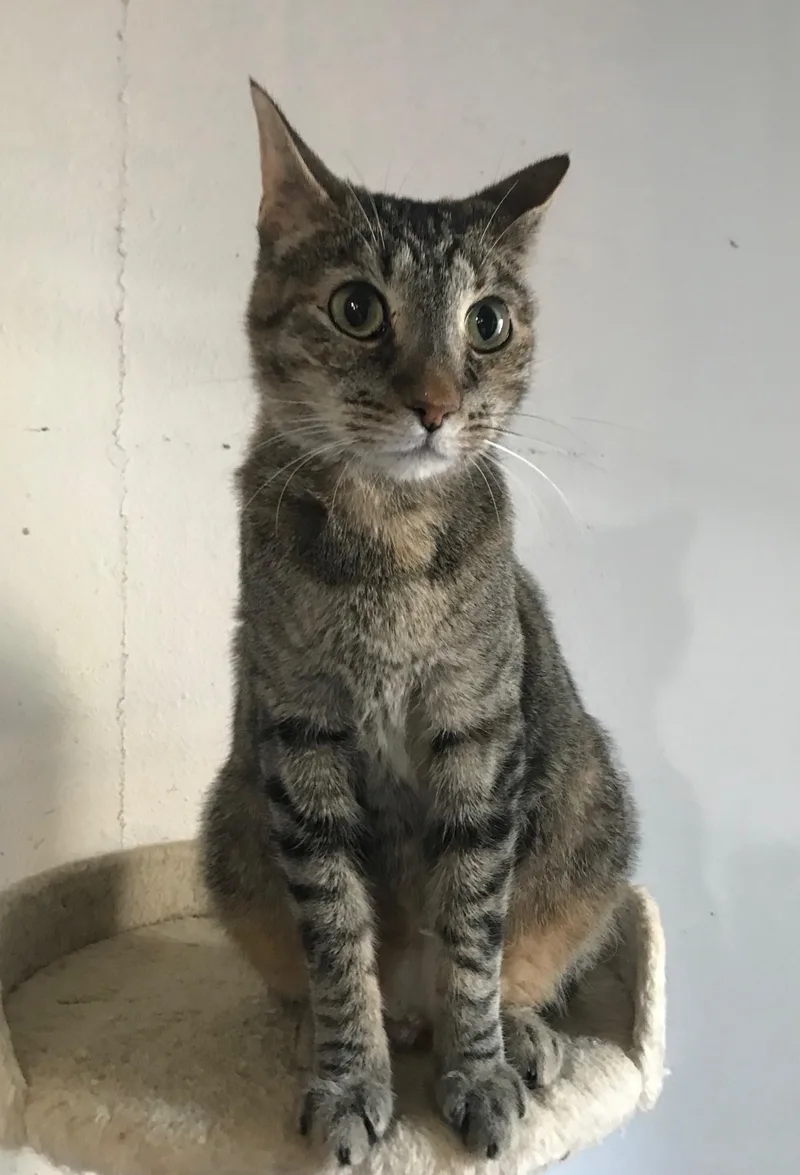 An adult medium-sized female Tabby (Brown / Chocolate) Domestic Short Hair cat named Aria for adoption in Choctaw, OK