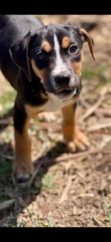 A baby medium-sized male Hound dog named Iron Man for adoption in New Kensington, PA
