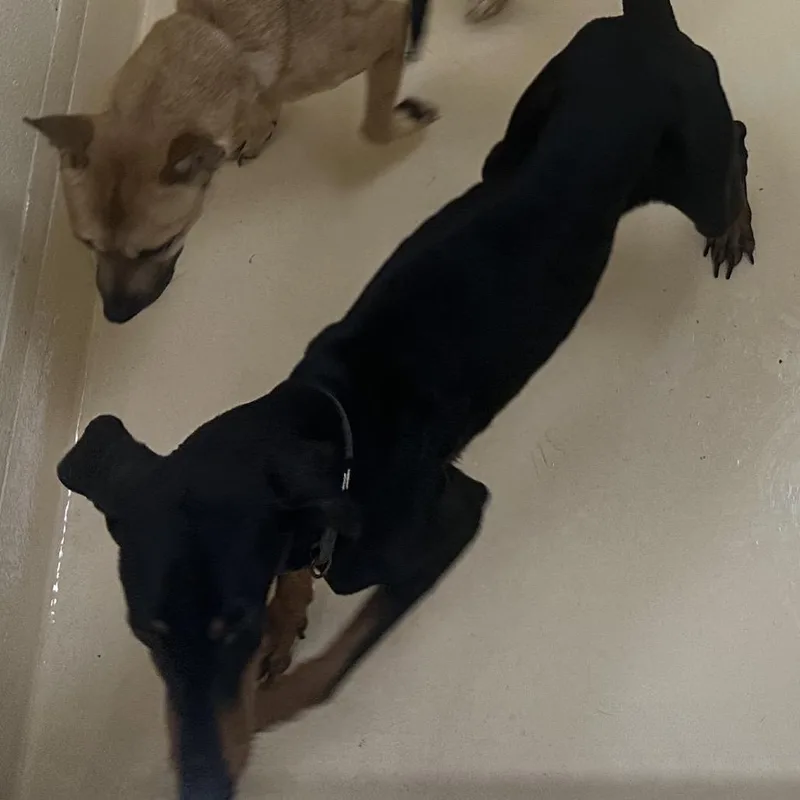 An adult medium-sized male Black Mixed Breed dog named Virgil for adoption in Winston-Salem, NC