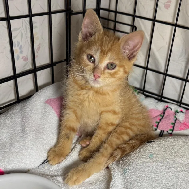 A baby medium-sized male Domestic Short Hair cat named Hynds for adoption in Saginaw, MI