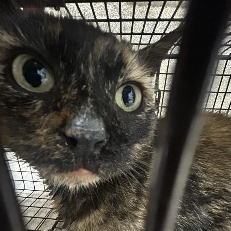 An adult medium-sized female Tortoiseshell Domestic Short Hair cat named Coco for adoption in Newark, NJ