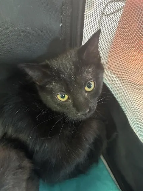 A baby small-sized female Domestic Short Hair cat named Avery for adoption in Tucson, AZ