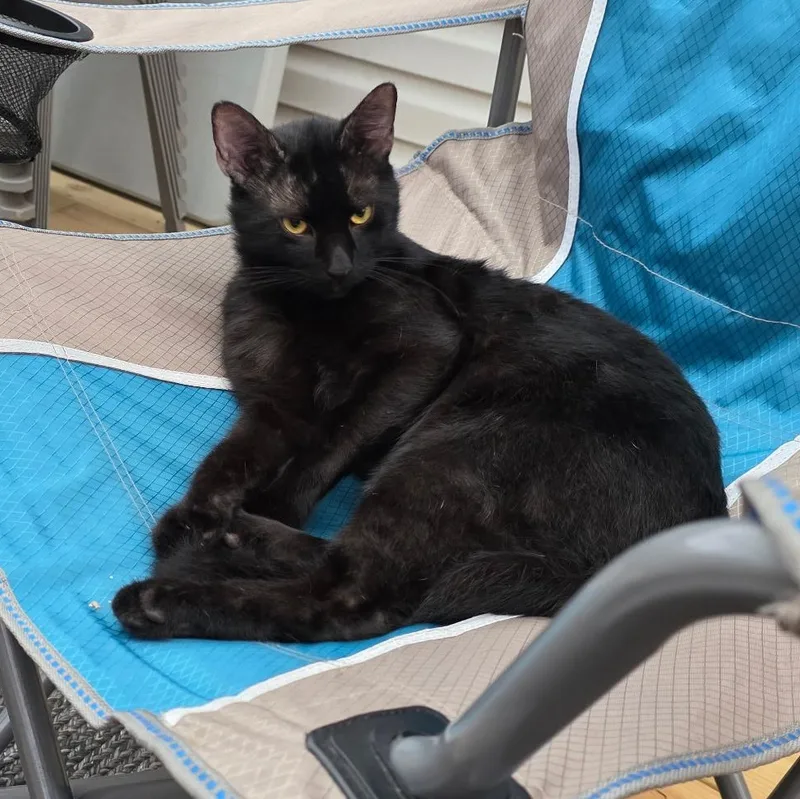 An adult medium-sized male Black Domestic Short Hair cat named Houdini for adoption in Pittsburgh, PA