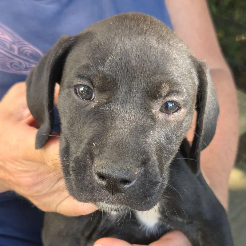 A baby medium-sized female Black Vizsla dog named Lorena for adoption in Albany, NY