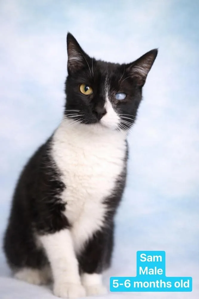 A young medium-sized male Black & White / Tuxedo Domestic Short Hair cat named Sam for adoption in Manteca, CA