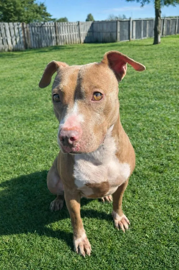 Kaliente thumbnail 2