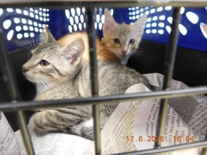 A baby small-sized male Domestic Short Hair cat named Dime for adoption in North Richland Hills, TX