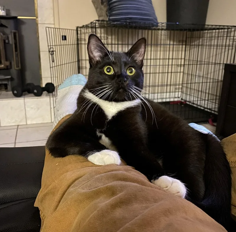 A young medium-sized female Black & White / Tuxedo Domestic Short Hair cat named Indy for adoption in Woodland, CA