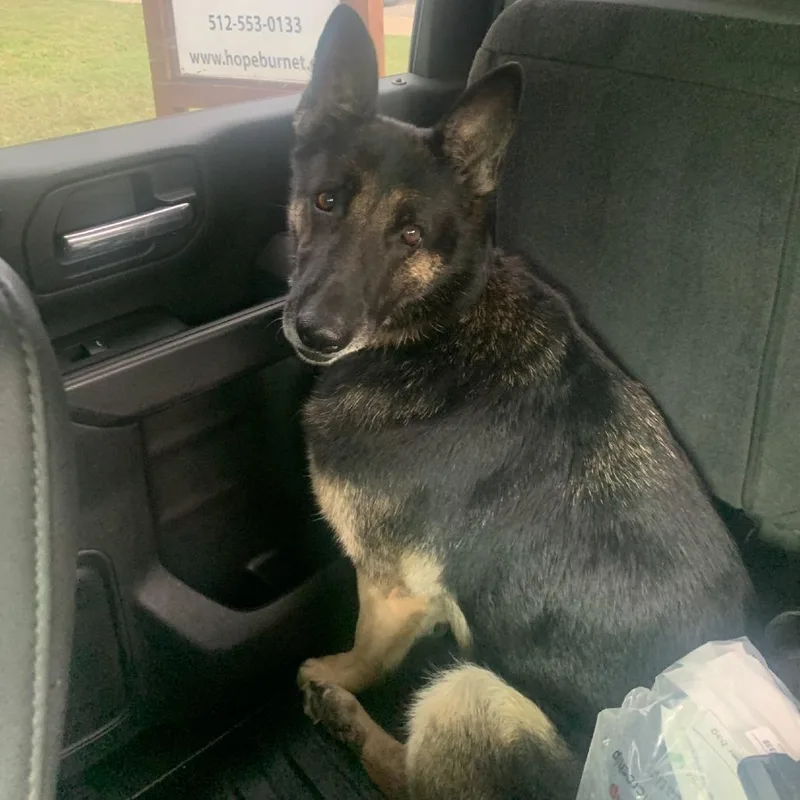 An adult large-sized female Black German Shepherd Dog dog named Maggie for adoption in Buchanan Dam, TX