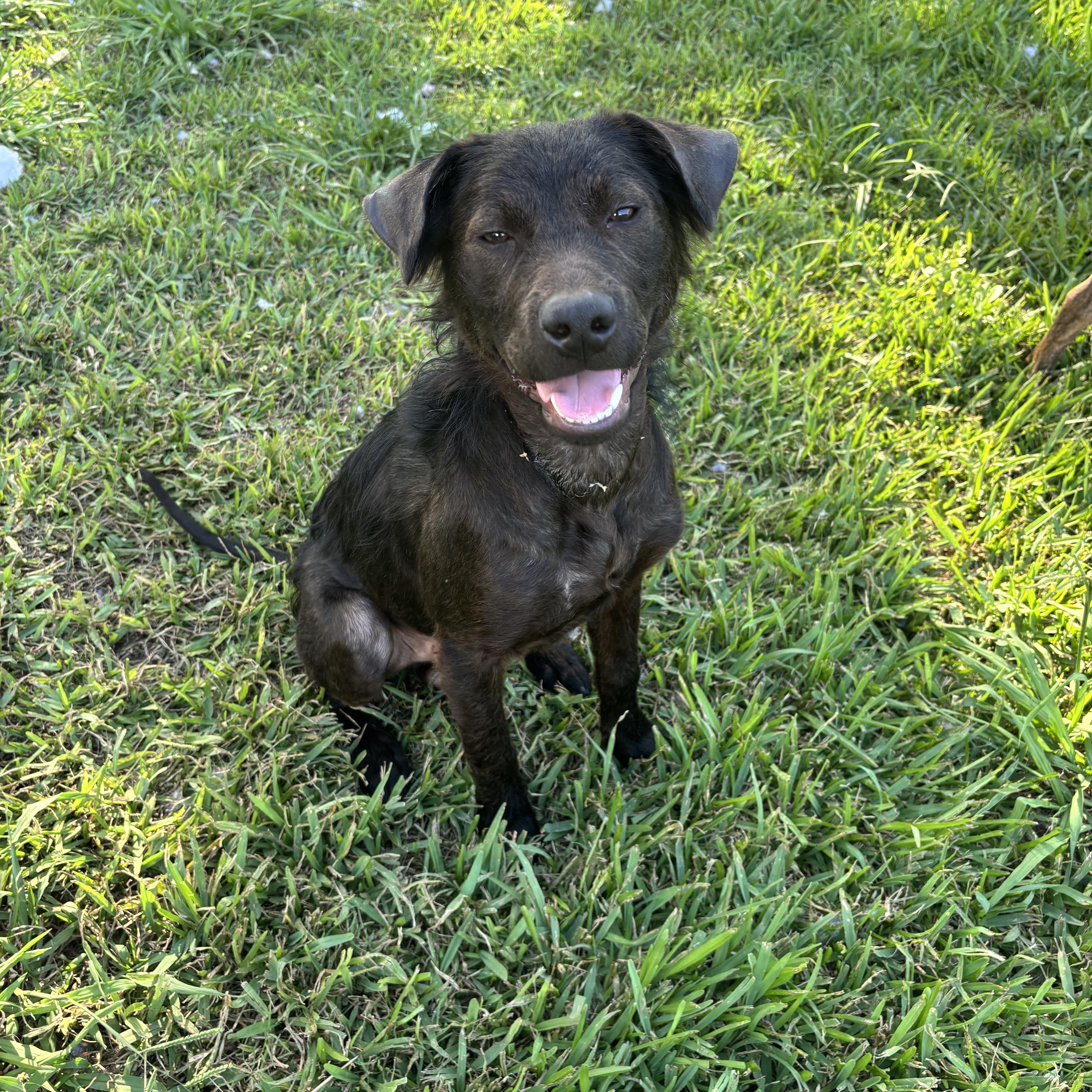 Archie