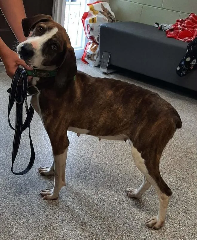 An adult medium-sized female Brindle Plott Hound dog named Sabrina for adoption in Georgetown, OH