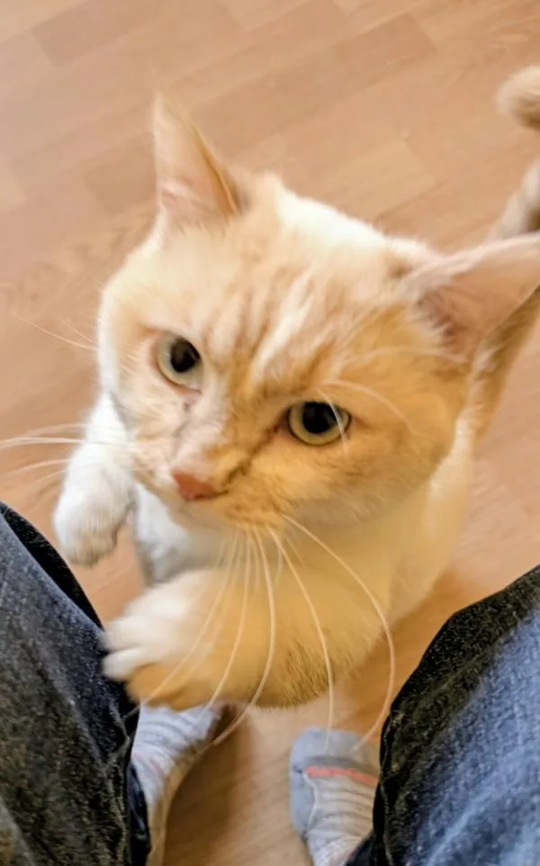 A young medium-sized male Flame Point Munchkin cat named Tuna for adoption in Kenosha, WI