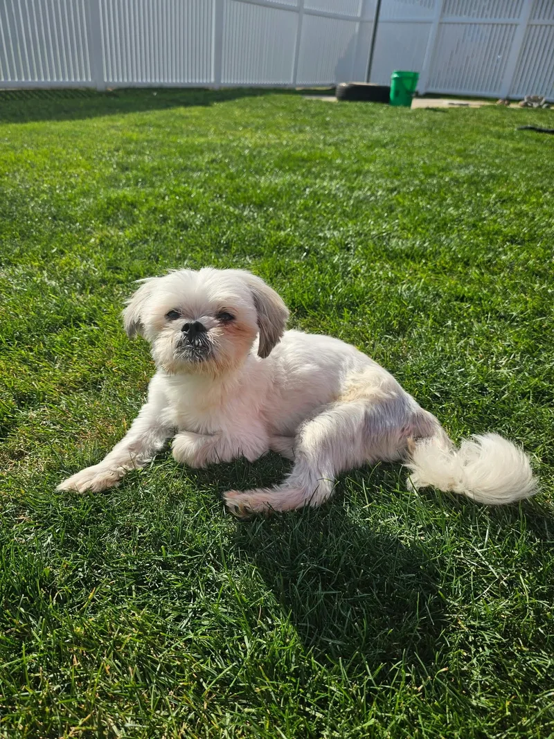 An adult small-sized male Shih Tzu dog named Nev for adoption in Cedar Rapids, IA
