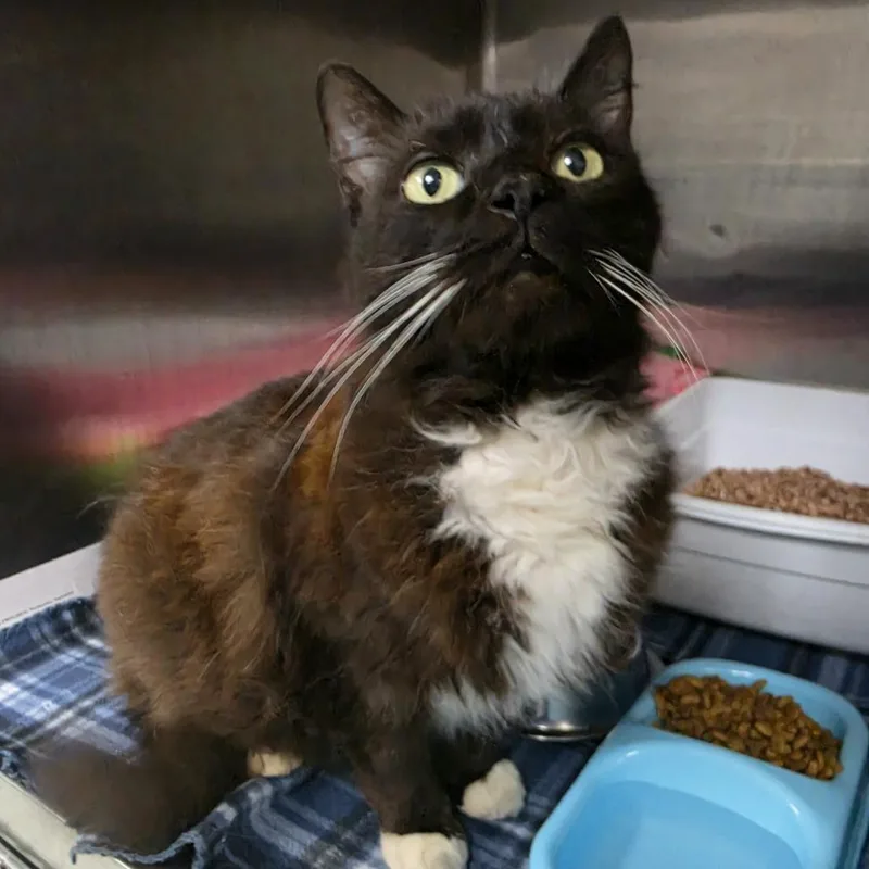 An adult large-sized female Black Domestic Long Hair cat named Morticia for adoption in Marion, VA