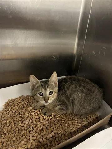 A baby small-sized female Domestic Short Hair cat named Sake for adoption in San Martin, CA