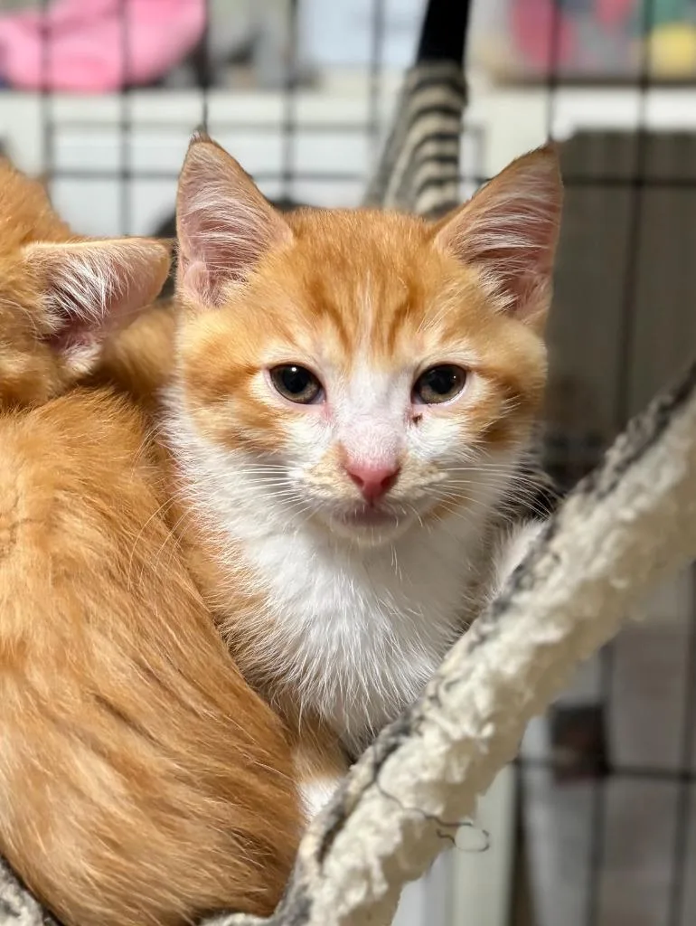 A baby medium-sized female Domestic Short Hair cat named Ophelia for adoption in Thompson Falls, MT