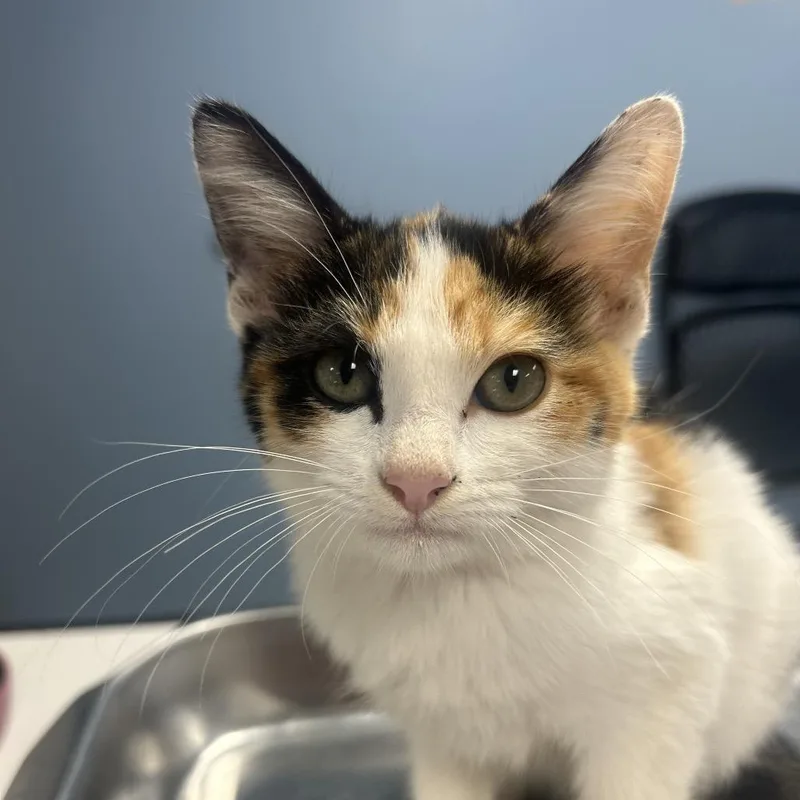 A baby small-sized female Calico Domestic Short Hair cat named Montana for adoption in St Joseph, MO