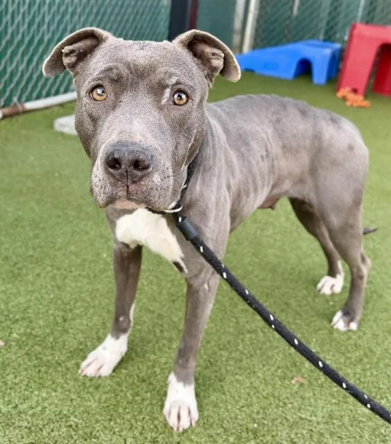 An adult large-sized female Terrier dog named Comet for adoption in Olivette, MO