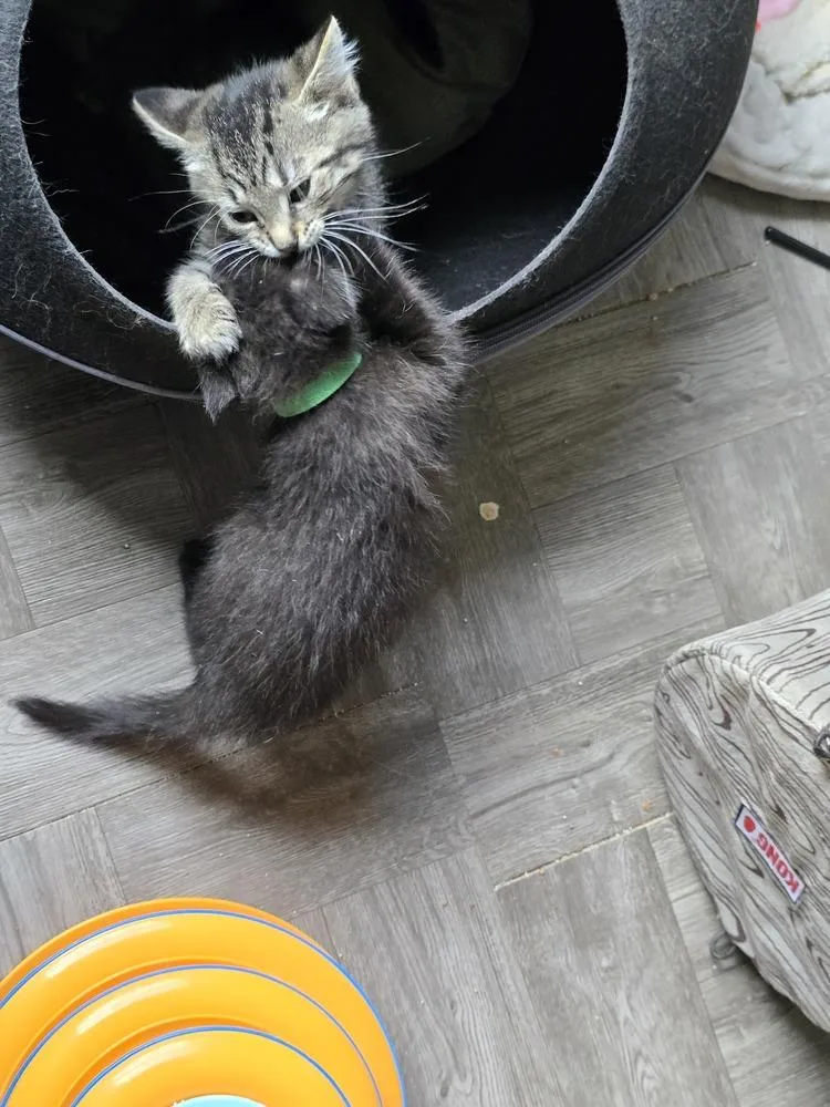A baby medium-sized male Tabby (Brown / Chocolate) Domestic Short Hair cat named Ernest for adoption in Clinton Township, MI
