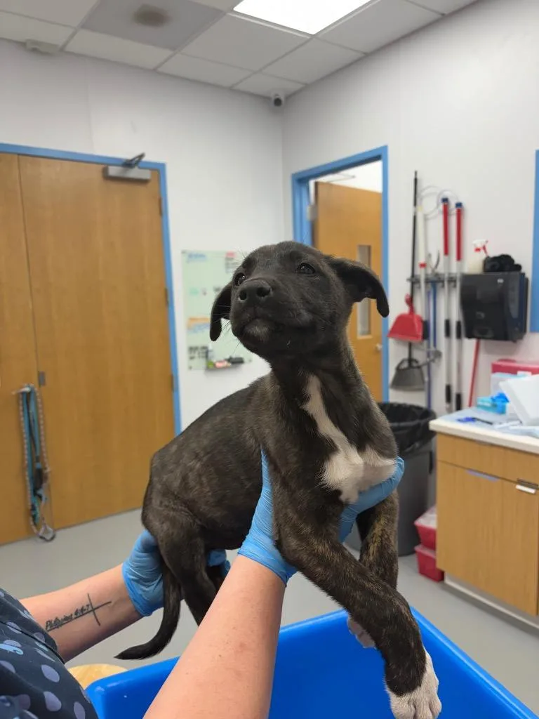 A baby small-sized male Labrador Retriever dog named Jeremiah for adoption in Hartsville, SC
