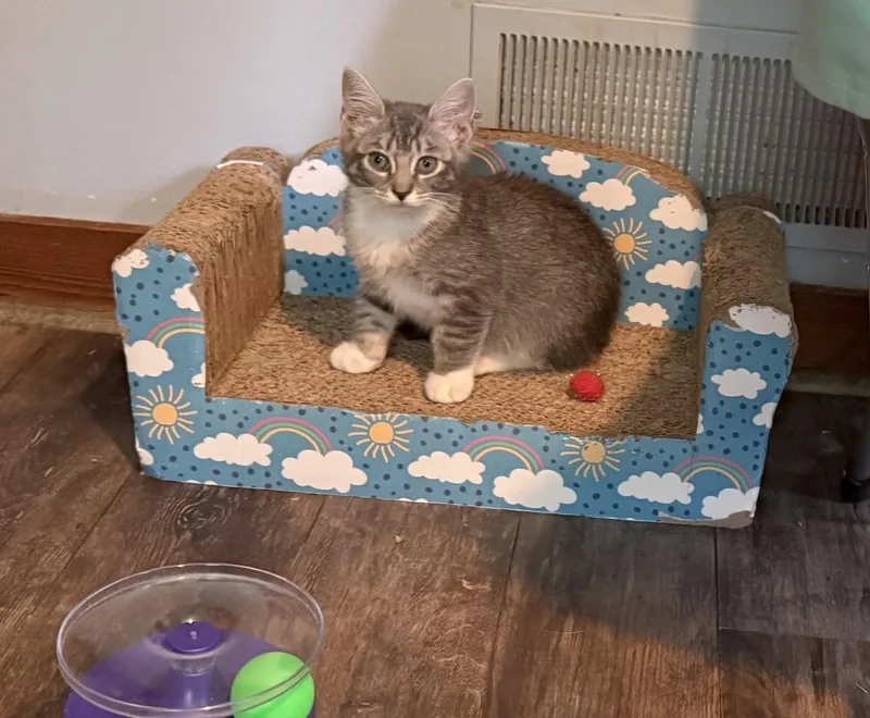 A baby medium-sized female Tabby cat named Taco for adoption in Spring City, PA