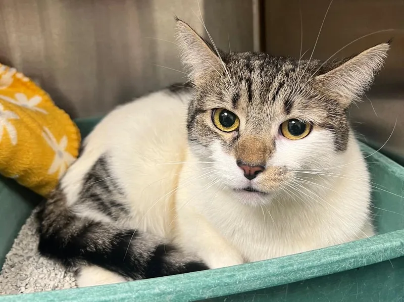 Tinker Bell  Natalie