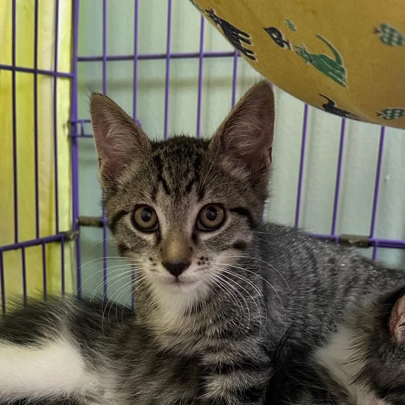 A baby small-sized male Domestic Short Hair cat named Lonnie for adoption in Priest River, ID