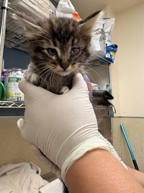 A baby small-sized male Domestic Short Hair cat named Scar for adoption in Riverside, CA