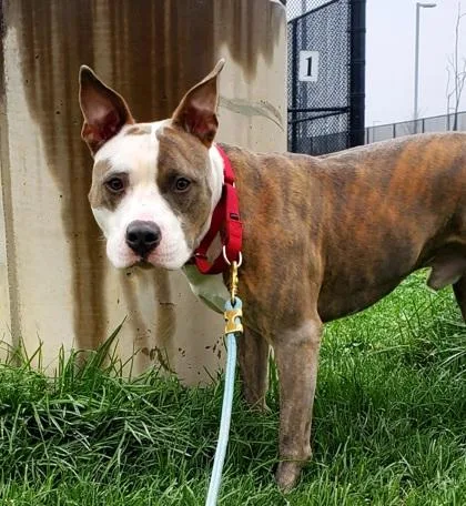 An adult medium-sized male Mixed Breed dog named Smokey for adoption in Fairfax, VA