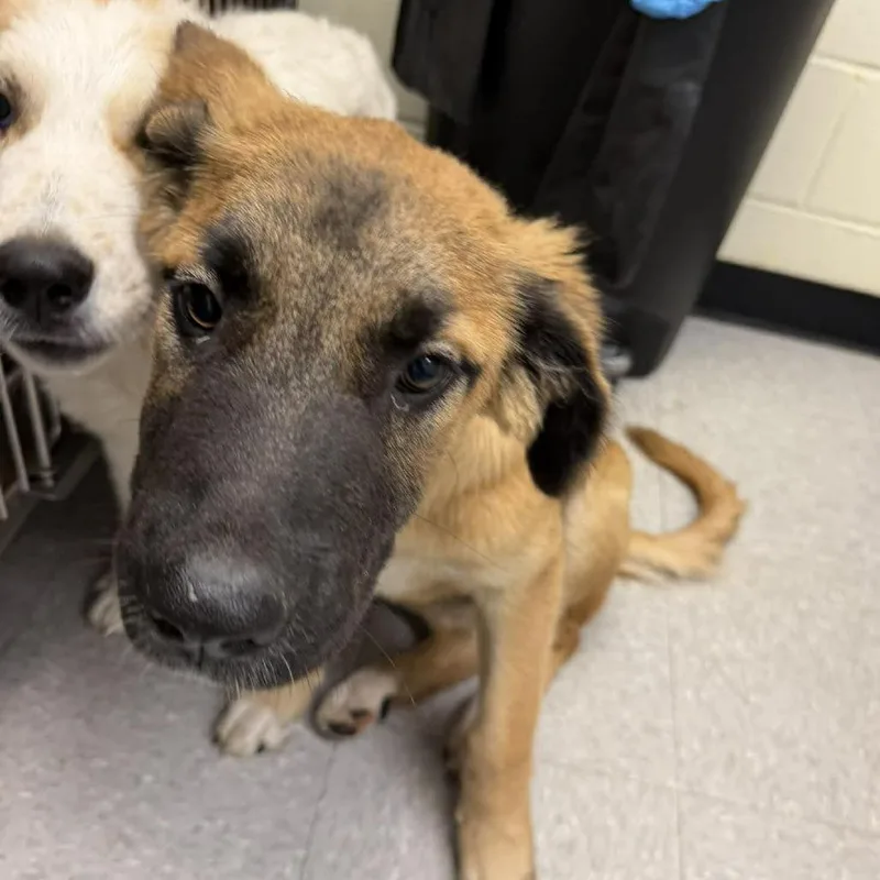 A baby medium-sized female Brown / Chocolate Shepherd dog named Luna Bee for adoption in Bastrop, TX