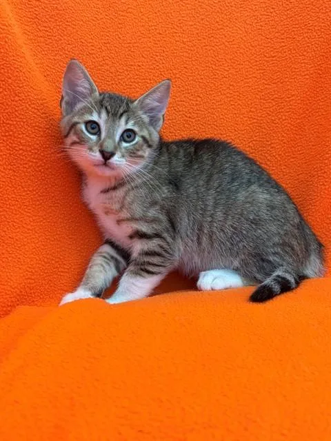 A baby medium-sized male Domestic Short Hair cat named Agate for adoption in Forney, TX