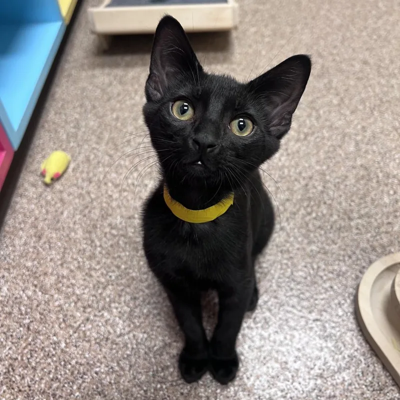 A baby small-sized female Black Domestic Long Hair cat named Minette for adoption in Arlington Heights, IL