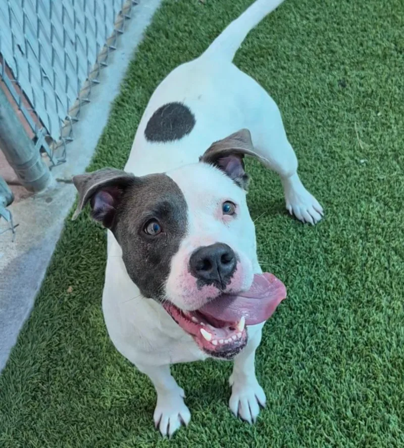 An adult large-sized female Pit Bull Terrier dog named Thumbelina for adoption in Frankfort, KY