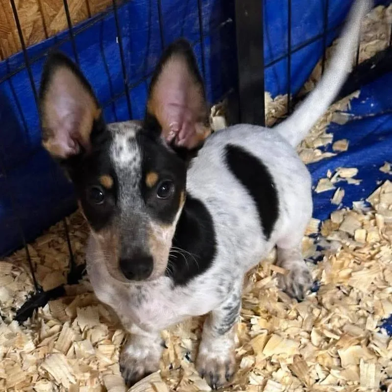 A baby small-sized male White / Cream Chihuahua dog named Alderaan for adoption in Loves Park, IL