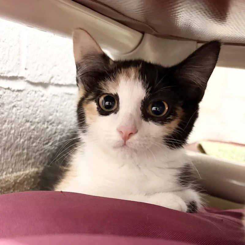 A baby small-sized female Calico Domestic Short Hair cat named Catalina for adoption in Marshall, VA