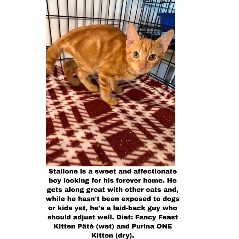 A baby small-sized male Tabby (Orange / Red) Domestic Short Hair cat named Stallone for adoption in Hudson, NH