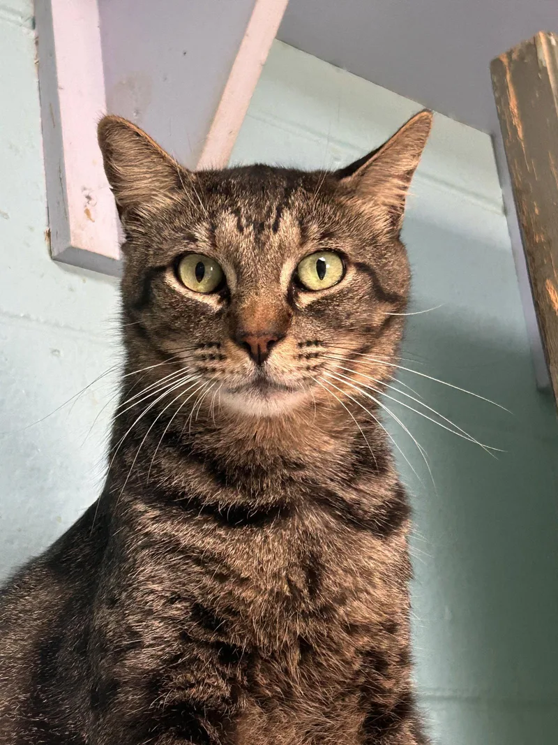 An adult medium-sized male Tabby (Brown / Chocolate) Tabby cat named Toast CCHS for adoption in Locust Grove, GA