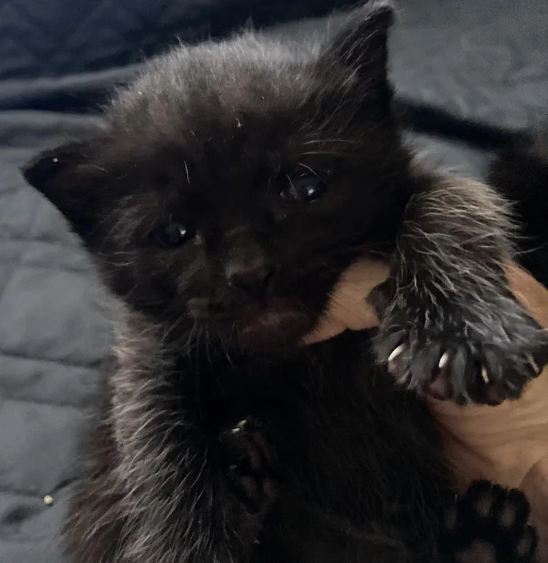A baby small-sized male Black Domestic Short Hair cat named Petey for adoption in Albuquerque, NM