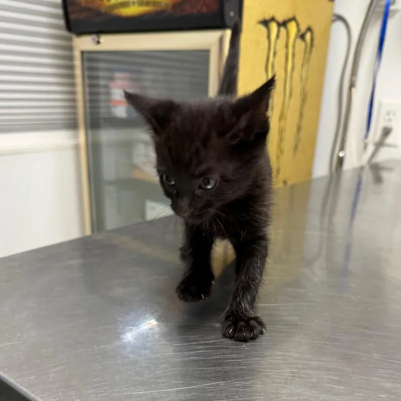 A baby small-sized female Black Domestic Short Hair cat named Rilla for adoption in Mount Shasta, CA