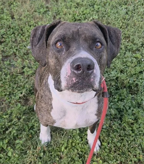 An adult large-sized female American Staffordshire Terrier dog named Nicolette for adoption in Fort Lauderdale, FL