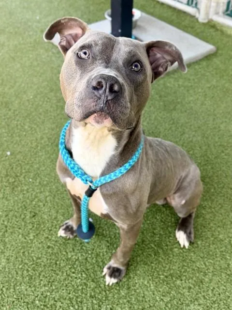 An adult large-sized male Terrier dog named Egg for adoption in Olivette, MO