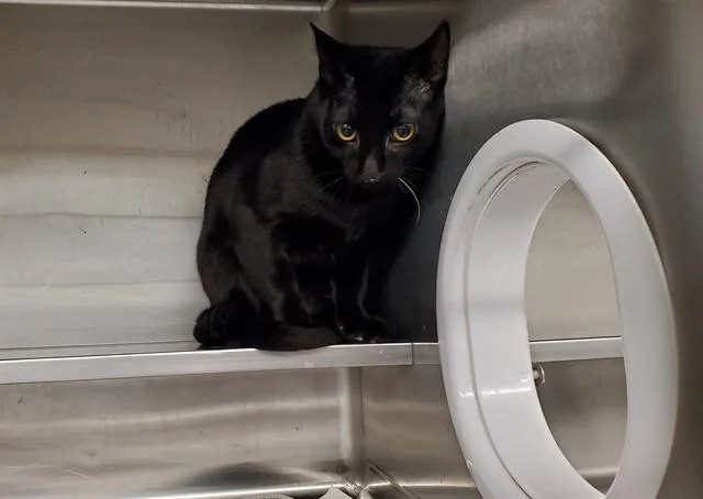 A young medium-sized male Domestic Short Hair cat named Gem for adoption in Aurora, IL