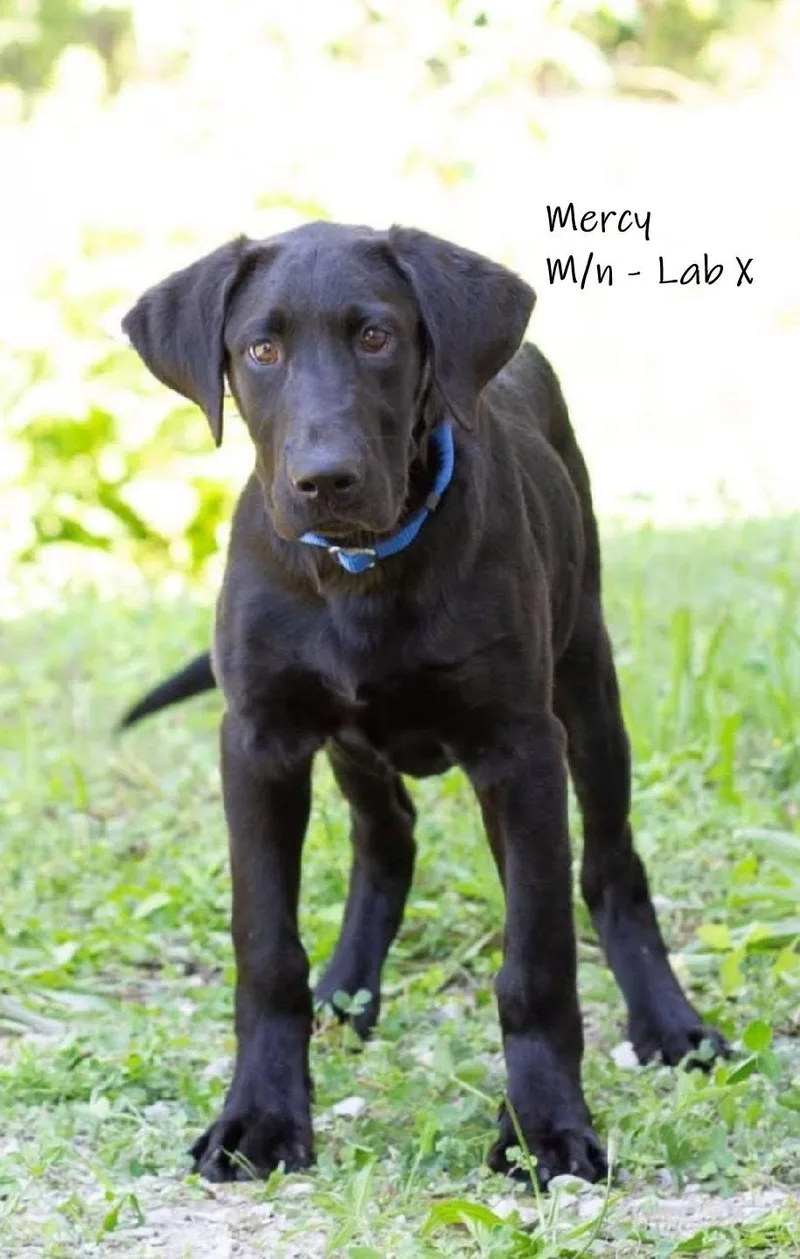 A young medium-sized male Black Labrador Retriever dog named Mercy  arriving Saturday for adoption in Chardon, OH